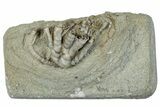 Fossil Crinoid (Sarocrinus) - Crawfordsville, Indiana #291775-1